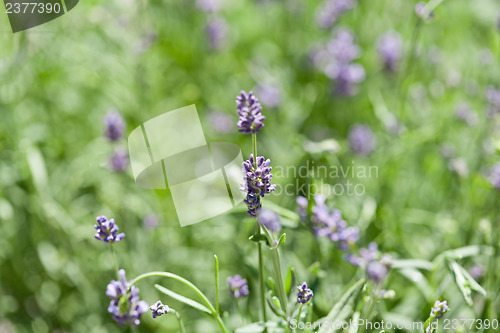 Image of fresh aromatic lavender in basket macro outdoor