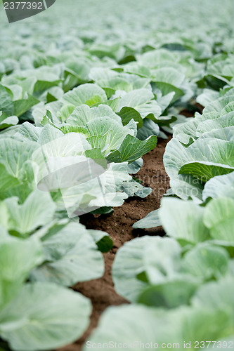 Image of green cabbage plant field outdoor in summer