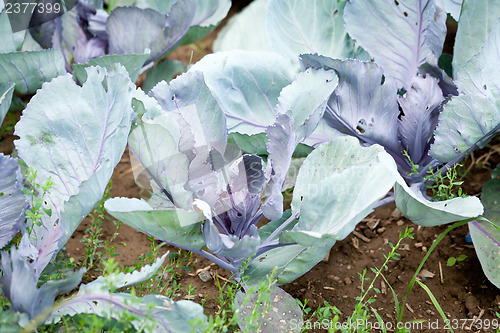 Image of red cabbage on field in summer outdoor 