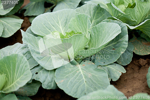Image of green cabbage plant field outdoor in summer