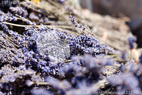 Image of fresh aromatic lavender in basket macro outdoor