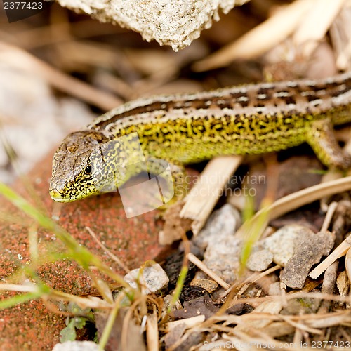 Image of green and brown lizard macro closeup in nature outdoor summer