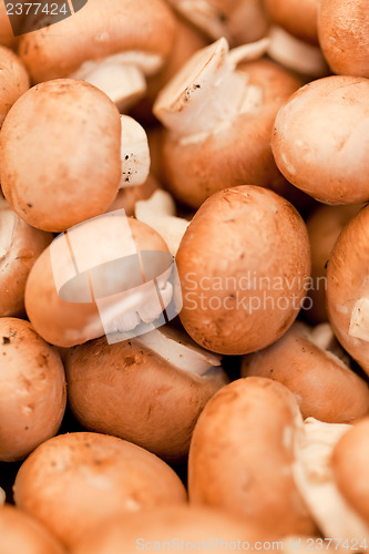 Image of fresh brown champignons on market outdoor