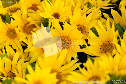 Image of colorful yellow sunflowers macro outdoor