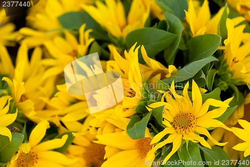 Image of colorful yellow sunflowers macro outdoor