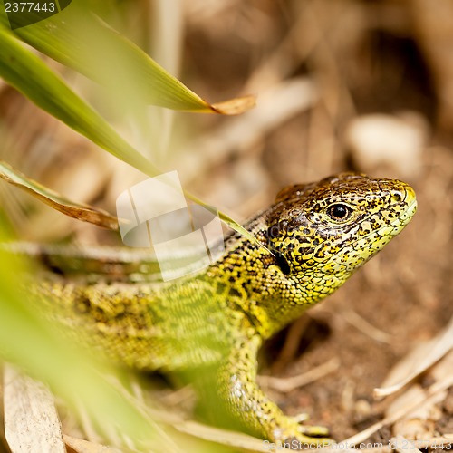 Image of green and brown lizard macro closeup in nature outdoor summer