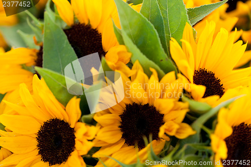 Image of colorful yellow sunflowers macro outdoor