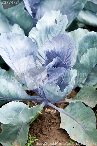 Image of red cabbage on field in summer outdoor 