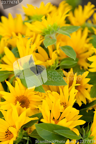 Image of colorful yellow sunflowers macro outdoor