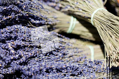 Image of fresh aromatic lavender in basket macro outdoor