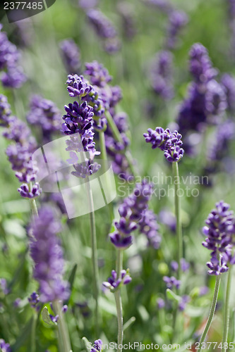 Image of fresh aromatic lavender in basket macro outdoor