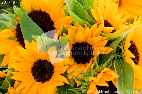 Image of colorful yellow sunflowers macro outdoor