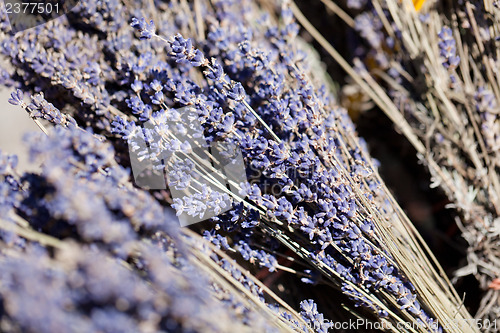 Image of fresh aromatic lavender in basket macro outdoor