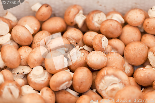 Image of fresh brown champignons on market outdoor