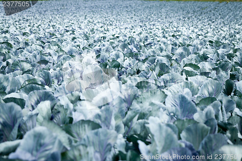 Image of red cabbage on field in summer outdoor 