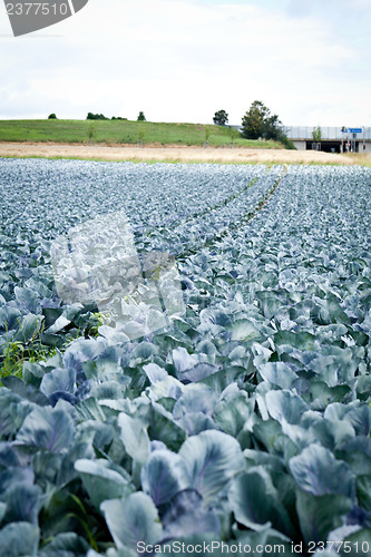 Image of red cabbage on field in summer outdoor 
