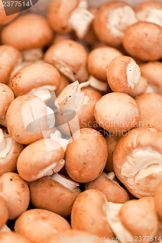 Image of fresh brown champignons on market outdoor