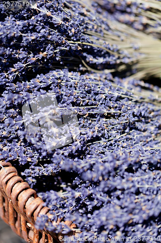 Image of fresh aromatic lavender in basket macro outdoor