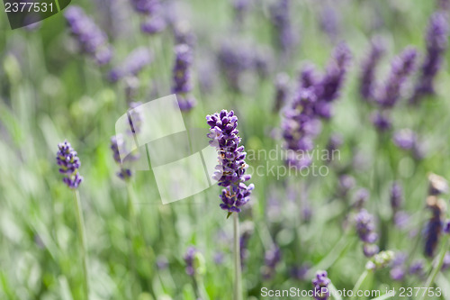 Image of fresh aromatic lavender in basket macro outdoor