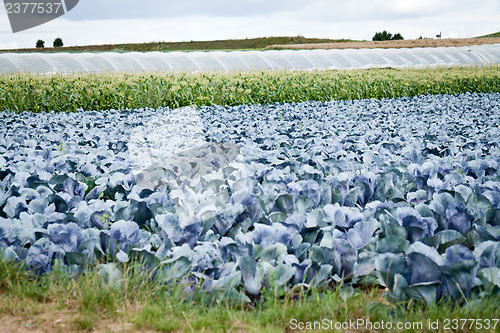 Image of red cabbage on field in summer outdoor