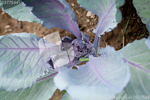 Image of red cabbage on field in summer outdoor 