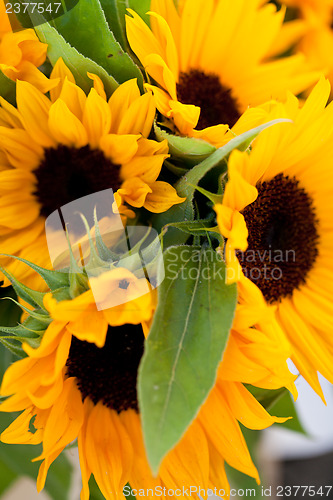Image of colorful yellow sunflowers macro outdoor