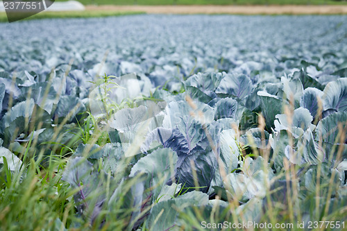 Image of red cabbage on field in summer outdoor 