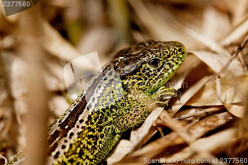 Image of green and brown lizard macro closeup in nature outdoor summer