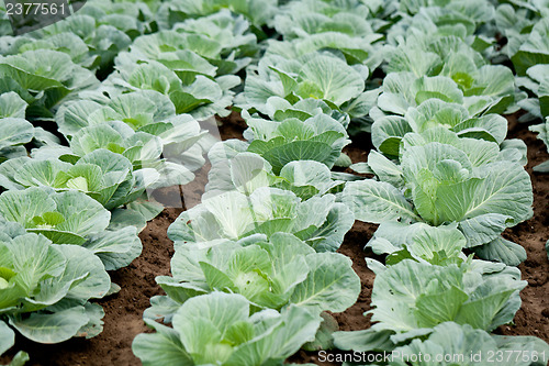 Image of green cabbage plant field outdoor in summer