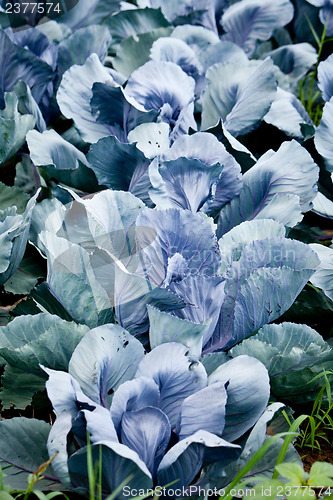 Image of red cabbage on field in summer outdoor