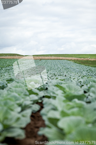Image of green cabbage plant field outdoor in summer