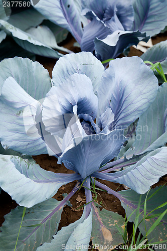 Image of red cabbage on field in summer outdoor 