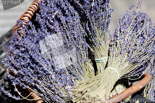 Image of fresh aromatic lavender in basket macro outdoor