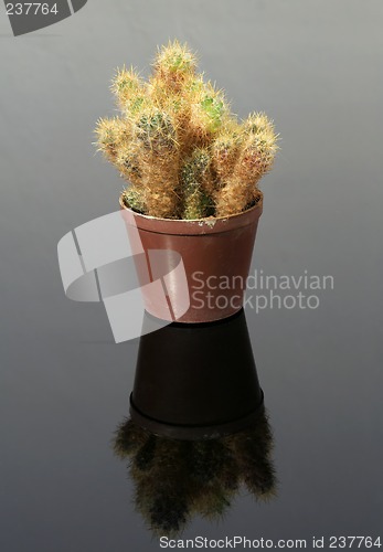 Image of cactus