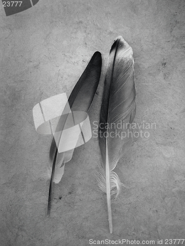 Image of Two Sea Feathers