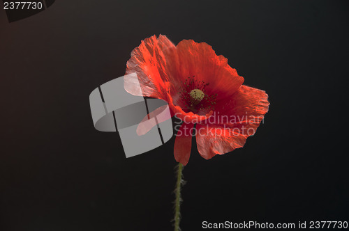 Image of Red Poppy