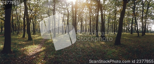 Image of Autumn forest