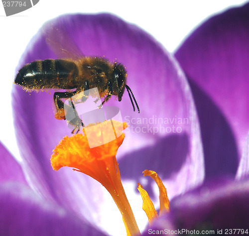 Image of Crocus and Bee