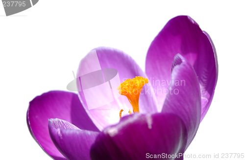 Image of Crocus