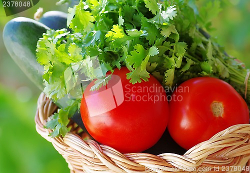 Image of Tomato, cocumber and cilantro herbs