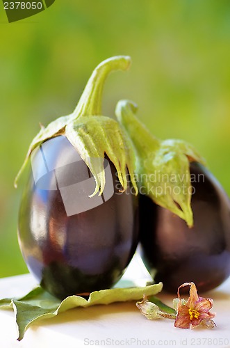 Image of Two black eggplants on green background