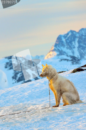 Image of greenland dog