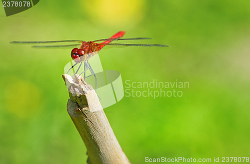 Image of red dragonfly sitting on a twig