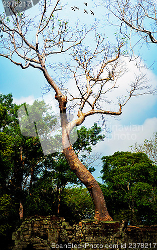 Image of Dancing tree at Ta Prohm