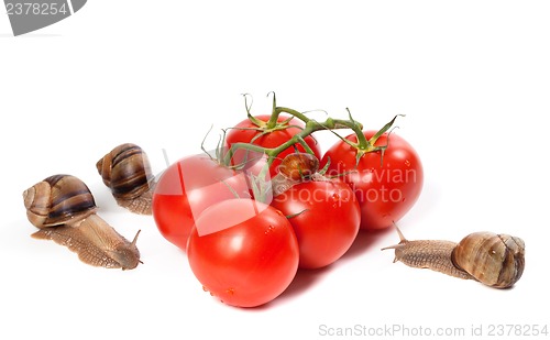 Image of Family of snails and ripe tomato with water drop