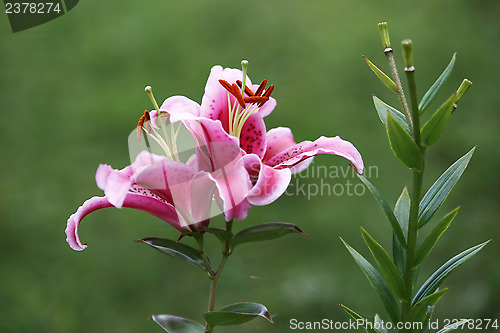 Image of Pink Lilly