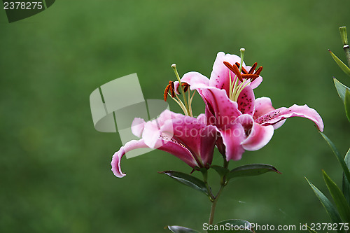 Image of Pink Lilly