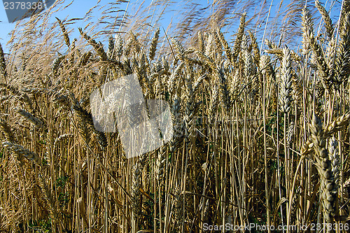 Image of  Grains 		