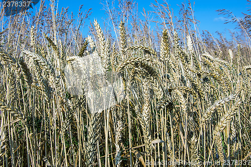 Image of Grains