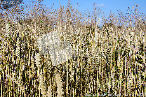 Image of Grains